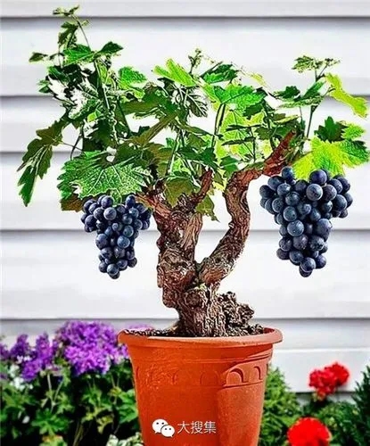 蓝狮主管盆栽葡萄
